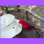 Bird on Hat.jpg